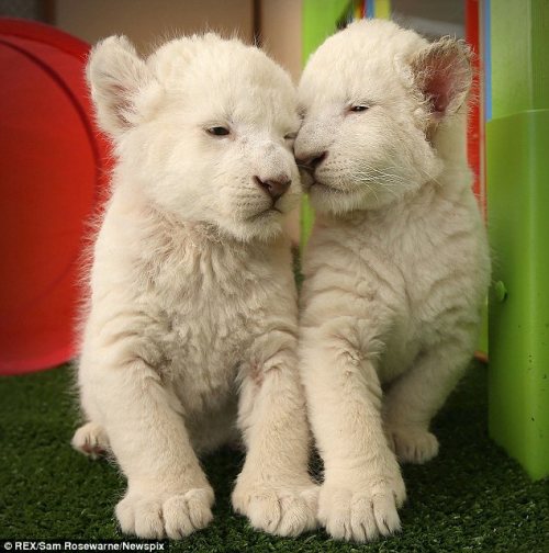 phototoartguy:  They won’t be so cute when they’ve grown up! Adorable white lion cubs cause a stir with their playful antics  The pair were born last month at Zoodoo Wildlife Park in Tasmania Zoo officials are letting the public decide on the brothers’