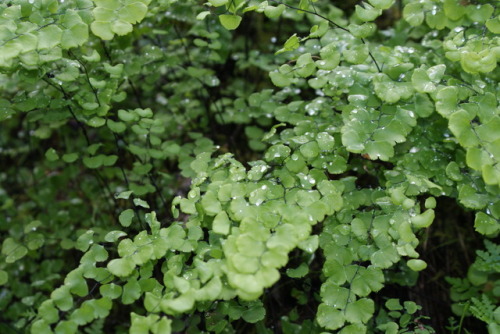bio-child:Adiantum - Maidenhair Ferns 