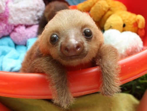 magicalnaturetour:Save Our Sloths: The Sequel via Cute Overload ~ All photos by the Sloth Sanctuary