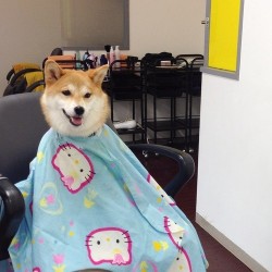 animal-factbook:  Unlike the puppies that run their own salon, shiba inus prefer to be pampered at them. They often stop in for monthly haircuts and styling sessions.