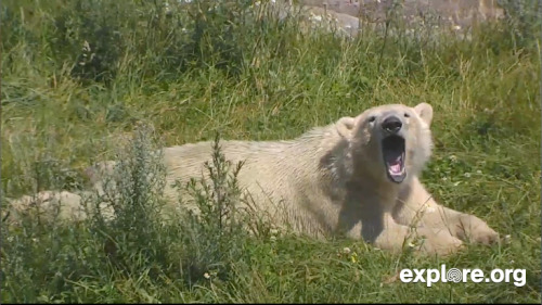 Five Best Polar Bear Snapshots of the Week See them here! 