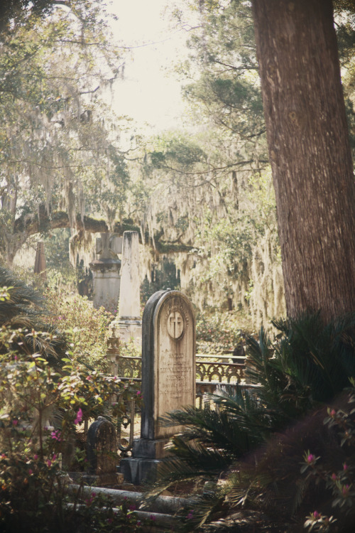 americanguide:  BONAVENTURE CEMETERY - SAVANNAH, GEORGIA  Cloaked somberly in gray moss, the branches of old oaks meet like cathedral arches above the drives and weathered tombstones. Even in spring, when crimson azaleas and white and pink camellias lend