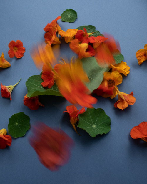 nasturtium