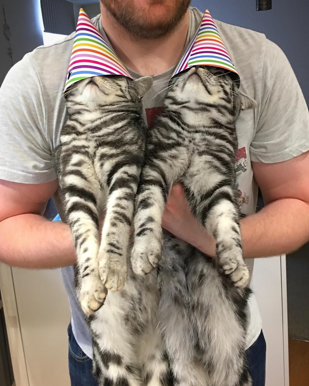 awwww-cute:  My babies are 1 today! Not so keen on the party hat idea though… (Source: