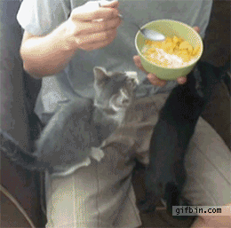catsdogsblog:  More GIFs: http://catsdogsblog.tumblr.com