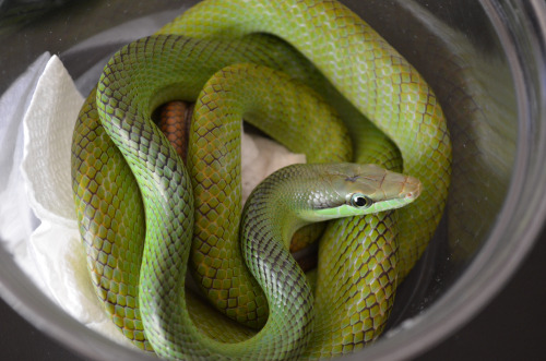 fuckyeahballpythons:  Laurasia’s calmed down a bit so I took the opportunity to get a proper shot of her but this is the last time I’m going to bug her today, I swear. We’ve got a seven hour drive to make it back to home base tomorrow.