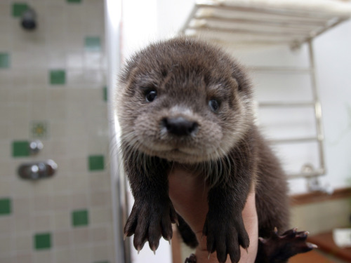 cuntradickting:  forsadeyesonly:  baby otter!  help omfg 