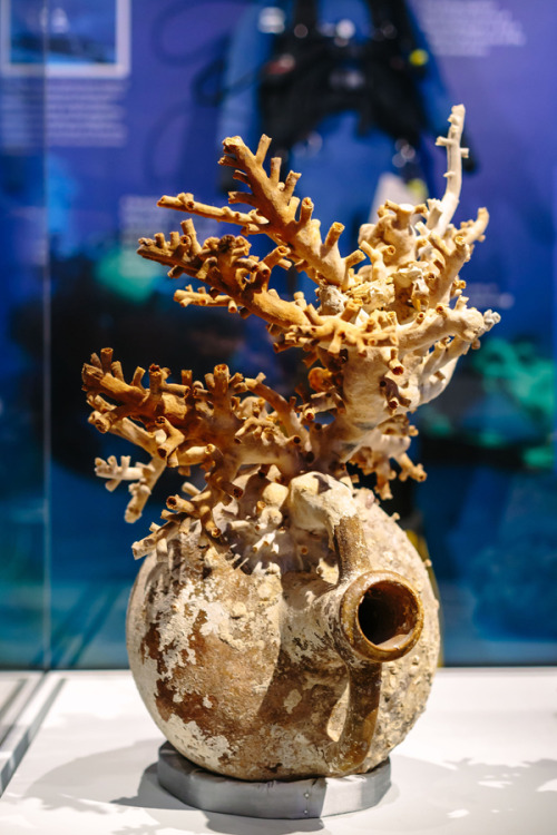 ashmoleanmuseum:Sunken ships and their contents are quickly taken over by sea creatures and plant-li