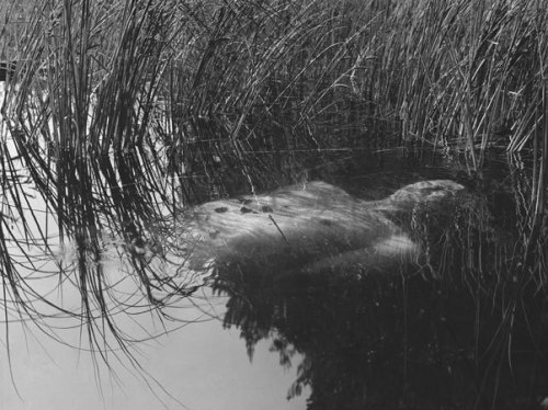 poetryconcrete:photography by Arno Rafael Minkkinen,1981, in Kuijärvi, Finland.