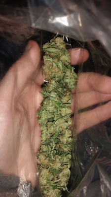 hugyourdrugs:  5 grams Alaskan Thunder Fuck