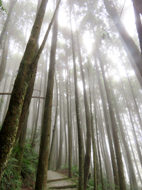 90377: foggy forest by 小佳 顏