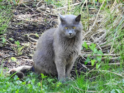 naturelvr69likes: julietterainbow: Je retrouve PACHA au parc thermal ….. @mostlycatsmostly