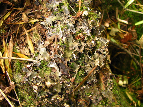 Peltigera neckeriNecker’s felt lichen, Aufgedrehte BlätterschildflechteI added the German common nam