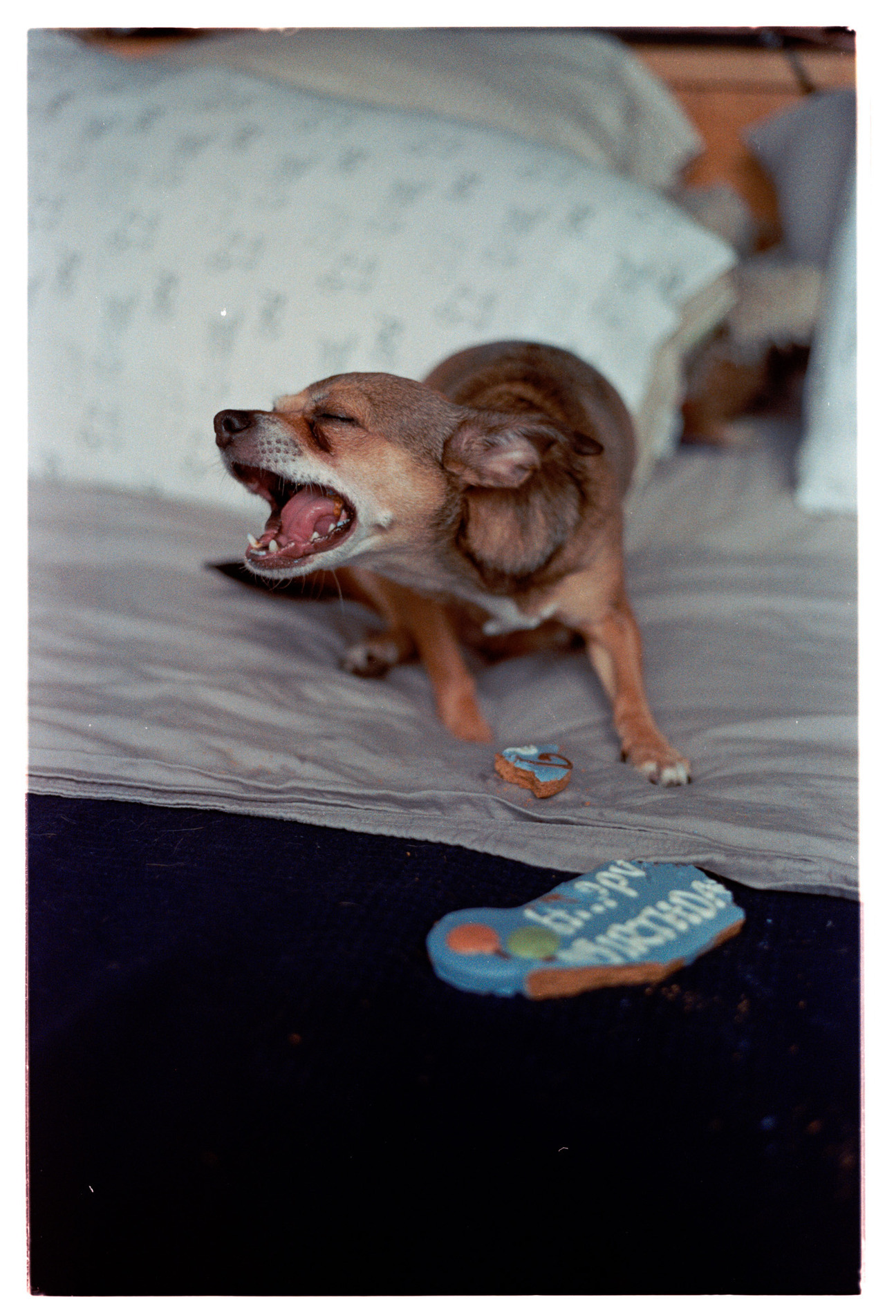 contax g2 tumblr