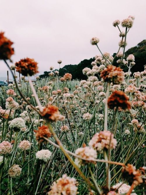 A Nature Blog