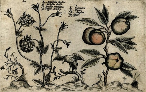 magictransistor:Crispijn van de Passe the Younger, Hortus Floridus (Heroologia Anglica), Utrecht, c.