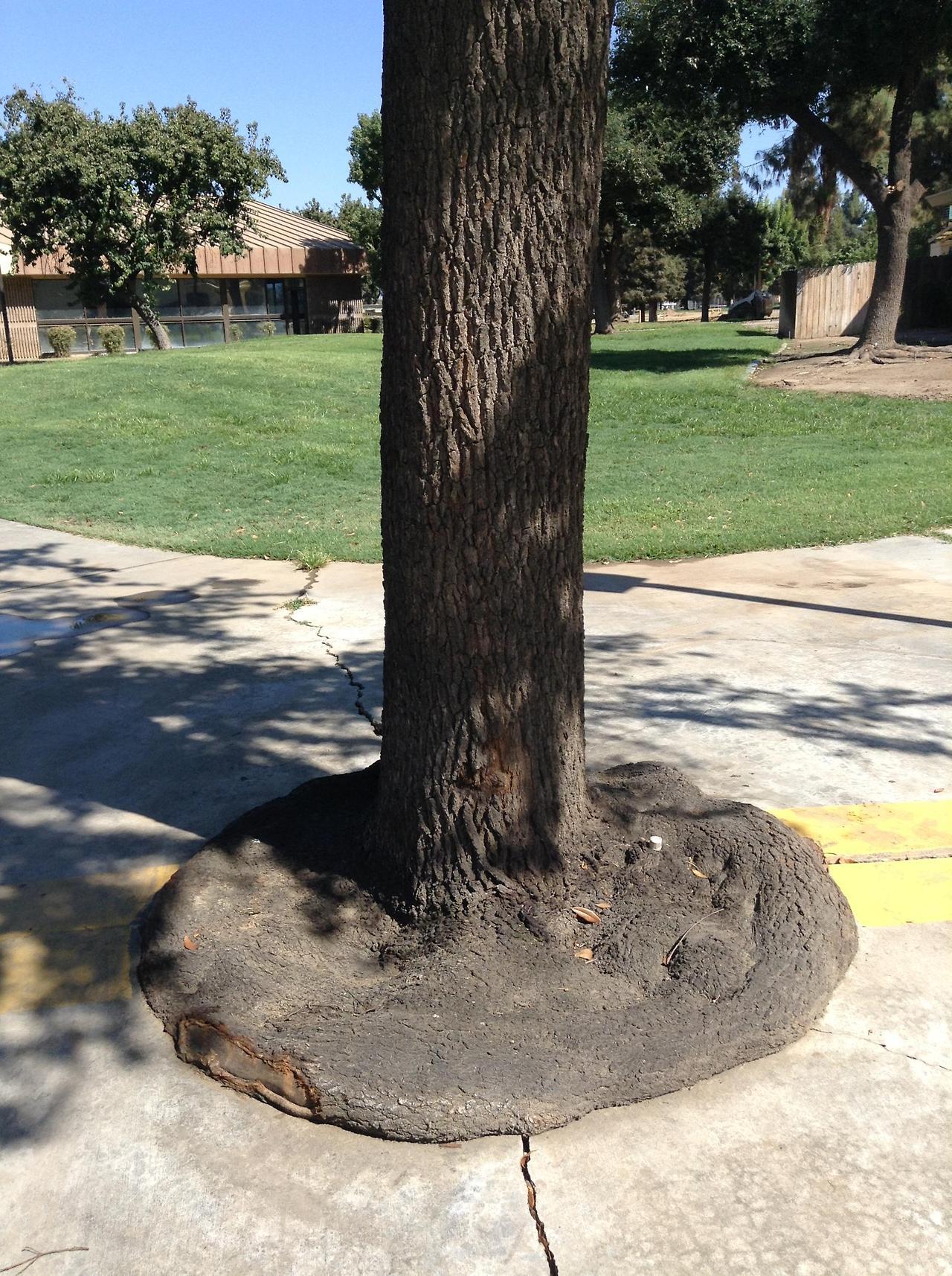 diary-of-a-chinese-kid:This tree looks like it’s melting