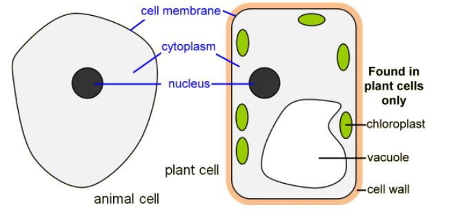 IGCSE Biology — Cell Structure and Organization