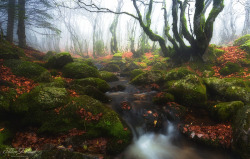 wrd500px:Fairy wood III by Julien Delaval