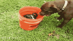 hrevereds:  only——gifs:   Visit me blog! 