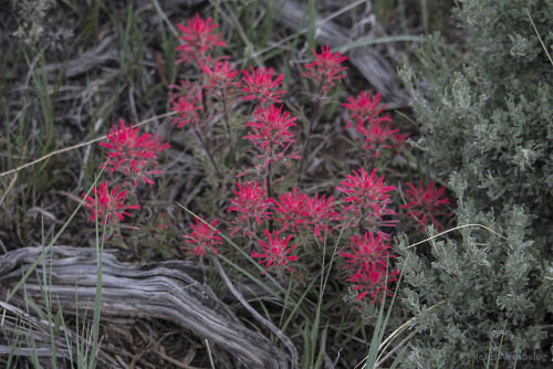 An artist’s palette of Indian Paintbrush (Castilleja sp.) live and bloom among Wyoming Big Sag