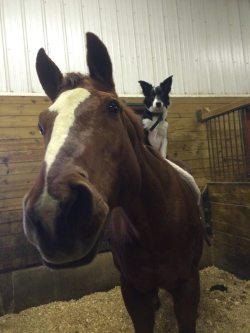 enscenic:  cute-overload:  My puppy and horse getting along for a photohttp://cute-overload.tumblr.com source: http://imgur.com/r/aww/plu9RYl  @hypno-sandwich @lizzidoll 