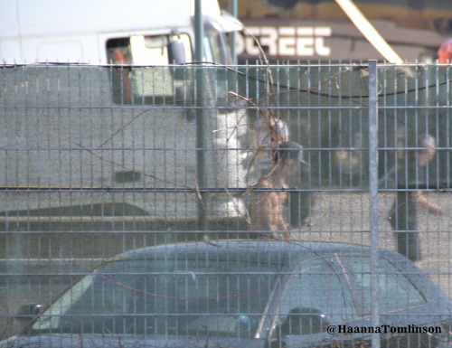 hannatomlinson:Zayn skateboarding outside the Koenig Pilsener Arena in Oberhausen, Germany 04/05/13