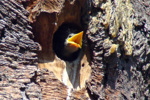 Starving chicks become greedy birdsBaby starlings that have a rough start in life grow up to become 