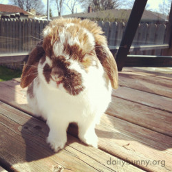 dailybunny:  Bunny Thinks This Spring Sunshine