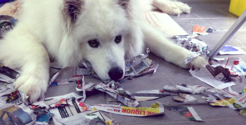 jasperthesamoyed: When your dog loves paper Flashback Friday