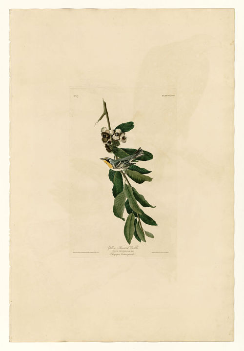 Plate 85 Yellow Throated Warbler, John James Audubon