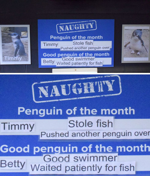 its-little-miss-muffet: catsbeaversandducks: This Aquarium Picks The Naughtiest Penguin Of The Month
