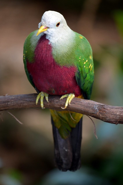 tiny-feisty-gay: snarg:  stereofeathers:  tawghasa:  hot-honey-fag:  slash-queen:  todaysbird:   remember: the ‘holy’ white doves are just white rock doves, aka the common pigeon!  Doves are just pigeons with white privilege   Also can we talk about