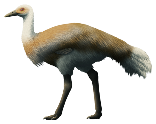 alphynix: Ergilornis rapidus, a 1.2-1.5m tall bird (4′-5′) from the Early Oligocene of Mongolia (~33