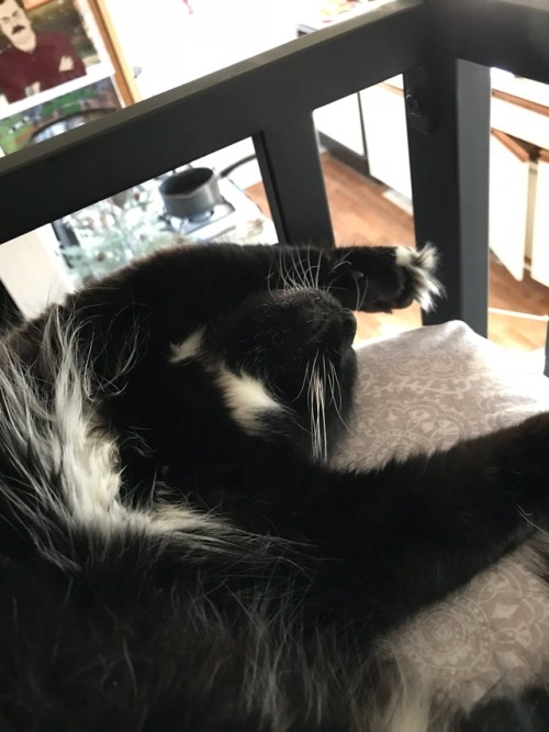 derpycats:  Pogo derps the hardest