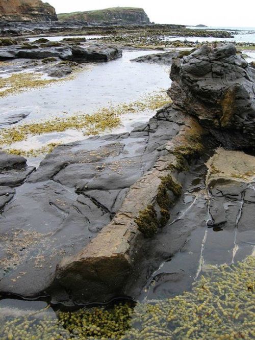 CURIO BAY’S FOSSILISED FOREST Curio Bay, found in the Catlins, in the south of the South Islan