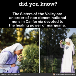 did-you-kno: The Sisters of the Valley are  an order of non-denominational  nuns in California devoted to  the healing power of marijuana.   Source 