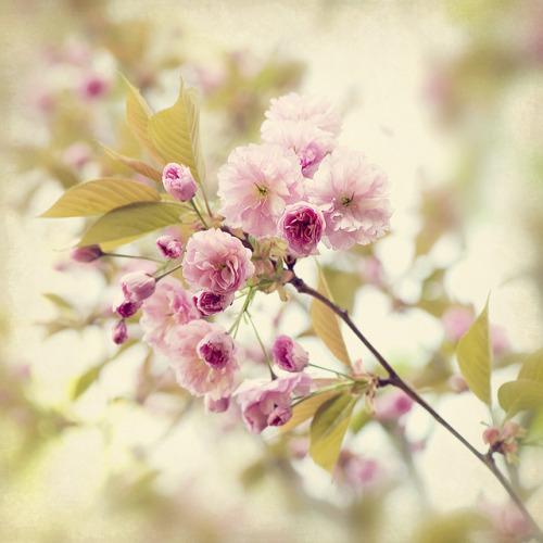 A moment in time by Jacky Parker Floral Art on Flickr.