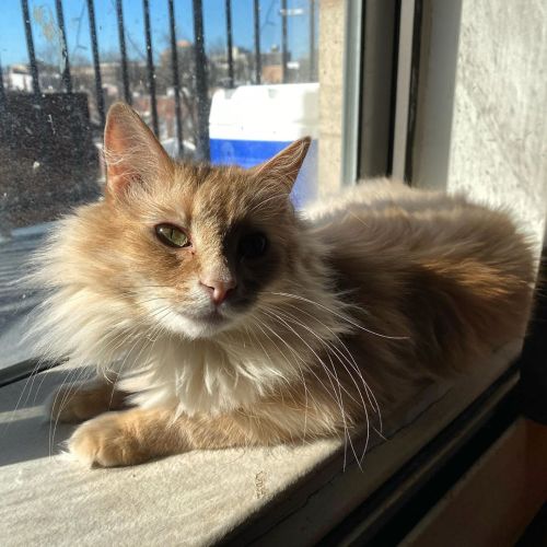 So much fluffin’ floof. . . #jackson #caturday #quarantine #cat #meow #fluffy #catsofastoria #motd