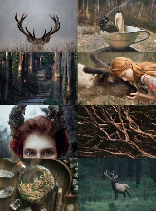 mypieceofculture: Animal Witch Aesthetics // Elk WitchRequestedBee Witch | Hedgehog Witch | Manatee 