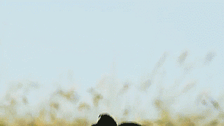 thenatsdorf:  Male widowbirds jumping to impress the ladies. [full video]