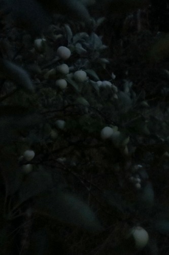lazyevaluationranch:8/2 Tonight there were Mysterious But Difficult To Photograph Glowing Orbs In Th