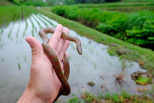 Young jimuguri (burrowing rat snake​/Japanese forest rat snake), pic taken by Momo. Those super shy 