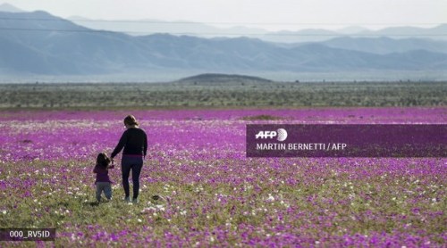  People stroll amid flowers blooming in the Huasco region on the Atacama desert, some 600 km north o