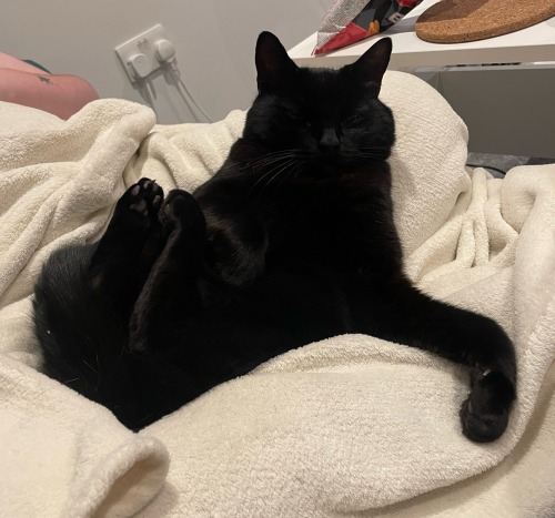 Happy National Black Cat Day! Here Are Some Of The Shapes Mine Makes