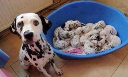  I THOUGHT THAT WAS A BOWL OF COOKIES &amp; CREAM ICE CREAM 