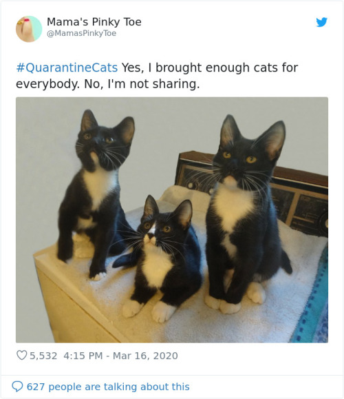 awesome-picz:People Are Sharing Photos Of Their Cats In Quarantine.
