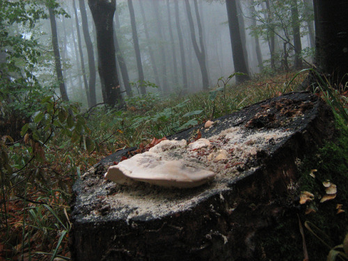 Trametes gibbosa / Jastrebac planina kod Niša by kukipecurka on Flickr.