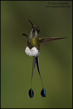 followthewestwind:  Booted Racket-tail -