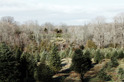 decadediary:At the Christmas tree farmBlog Post: December « Photo by Decad